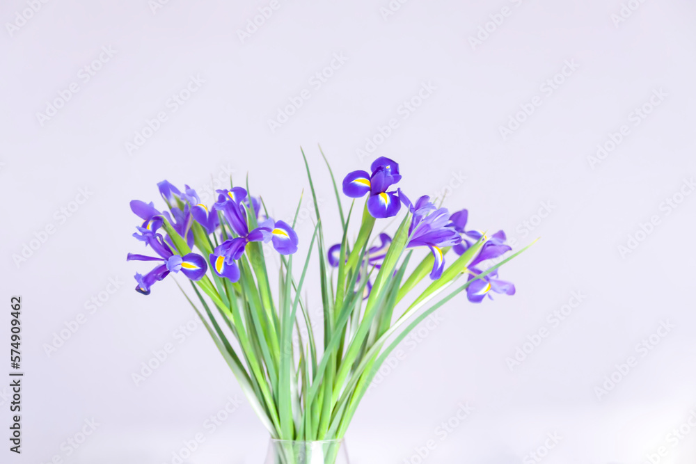 Obraz premium Purple iris flower on white background