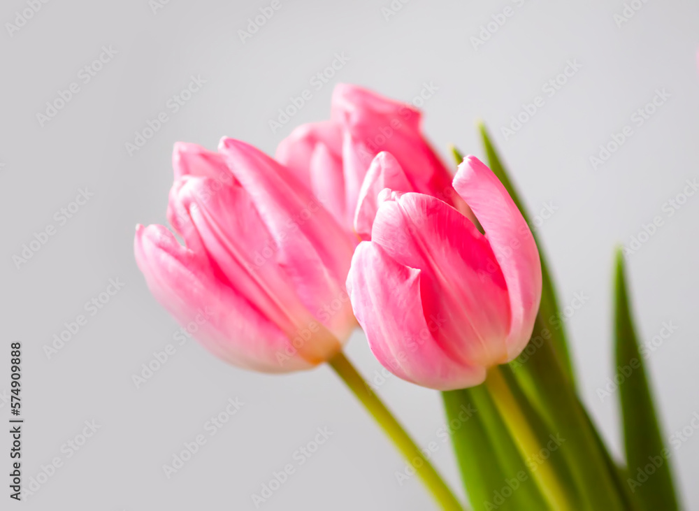 Pink tulip flowers. Beautiful spring floral composition. Pink tulip flowers. Beautiful spring floral composition.