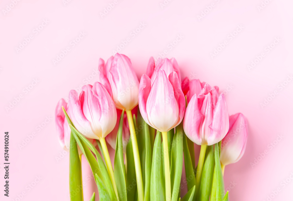 Pink tulip flowers. Beautiful spring floral composition. Pink tulip flowers. Beautiful spring floral composition.