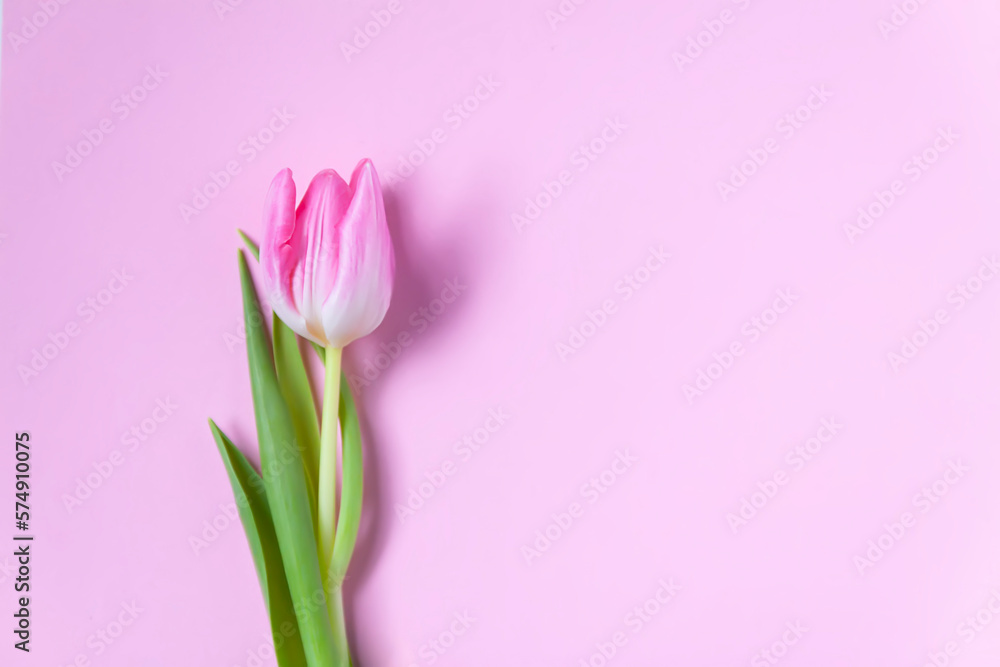 Fototapeta premium Pink tulip flowers. Beautiful spring floral composition.