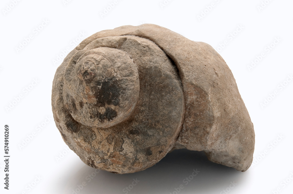 Fototapeta premium old fossilized mollusk on white background (isolated with clipping path)