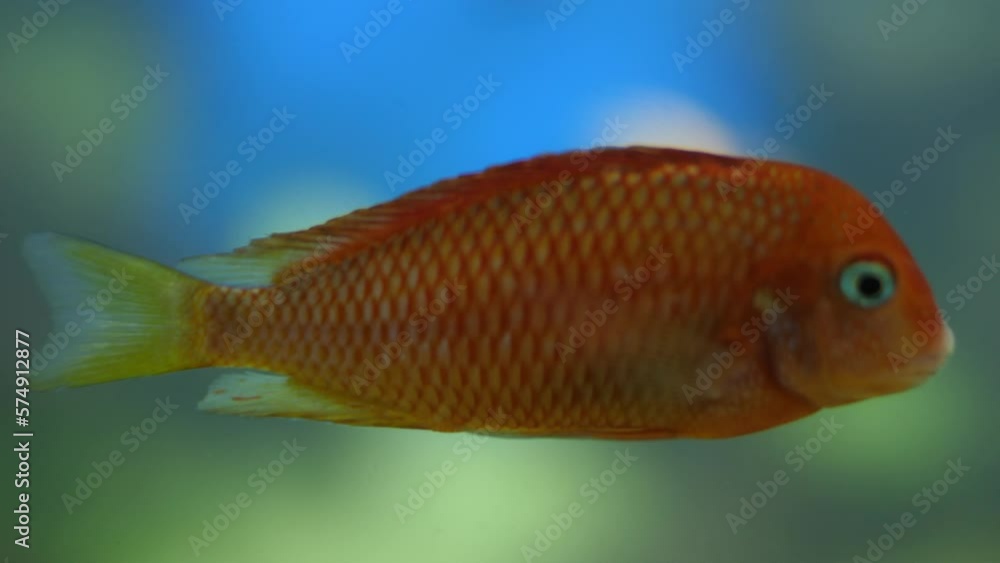 Orange fresh water fish swimming peacefully Orange fresh water fish swimming peacefully