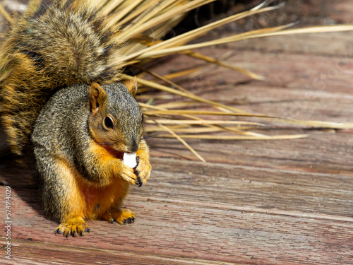 Fototapeta Fox squirrel 