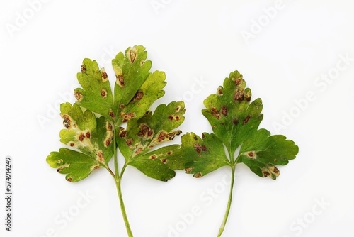 Foto Parsley leaves with spots, close up view, white background