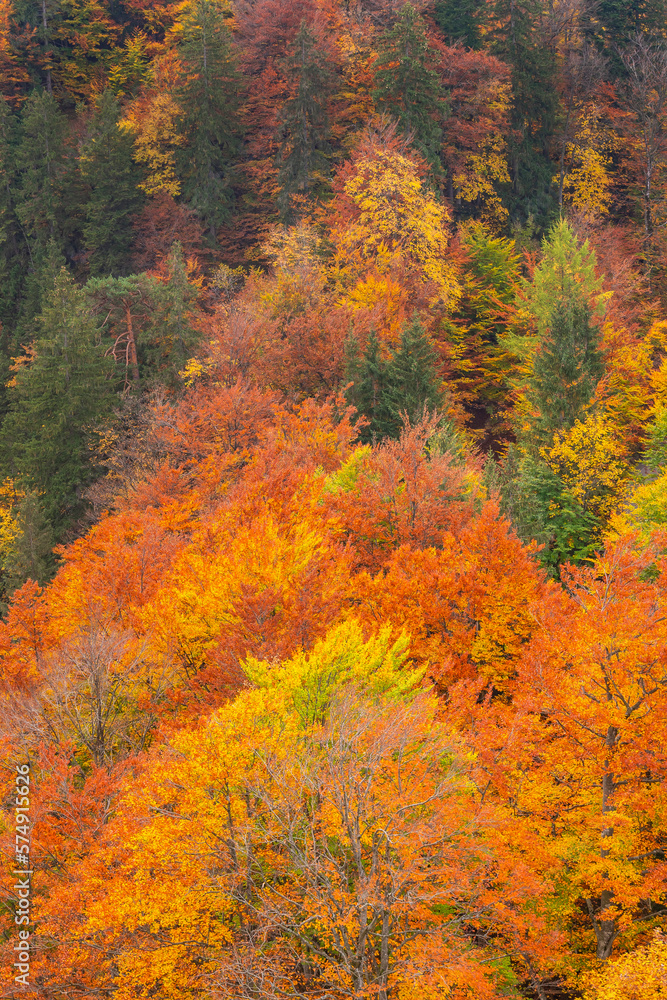 Autumn Mixed Forest, Bavarian Alps, Hohenschwangau, Füssen, Ostallgäu, Bavaria, Germany, Europe Autumn Mixed Forest, Bavarian Alps, Hohenschwangau, Füssen, Ostallgäu, Bavaria, Germany, Europe