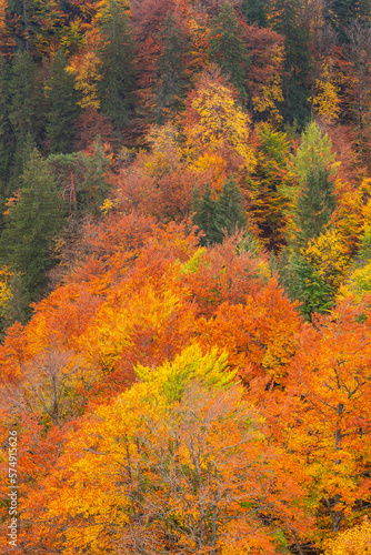 Autumn Mixed Forest, Bavarian Alps, Hohenschwangau, Füssen, Ostallgäu, Bavaria, Germany, Europe