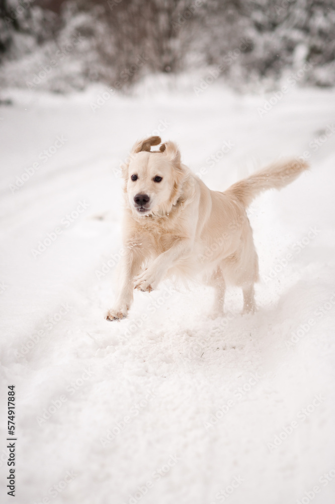 The retriever is frolicking among the snowdrifts 4483.
