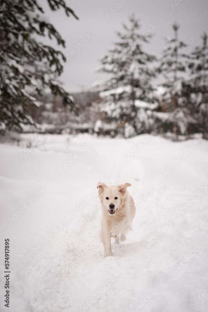 The golden Retriever joyfully frolics in winter 4493. The golden Retriever joyfully frolics in winter 4493.