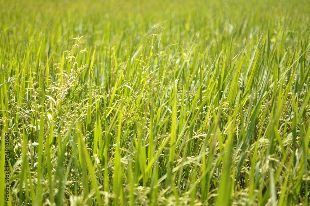 Obraz premium The rice fields of agriculture that are blooming long beautiful green