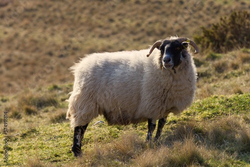 Photos The blackface sheep breed is the most numerous pure breed in Britain, with the vast majority in Scotland