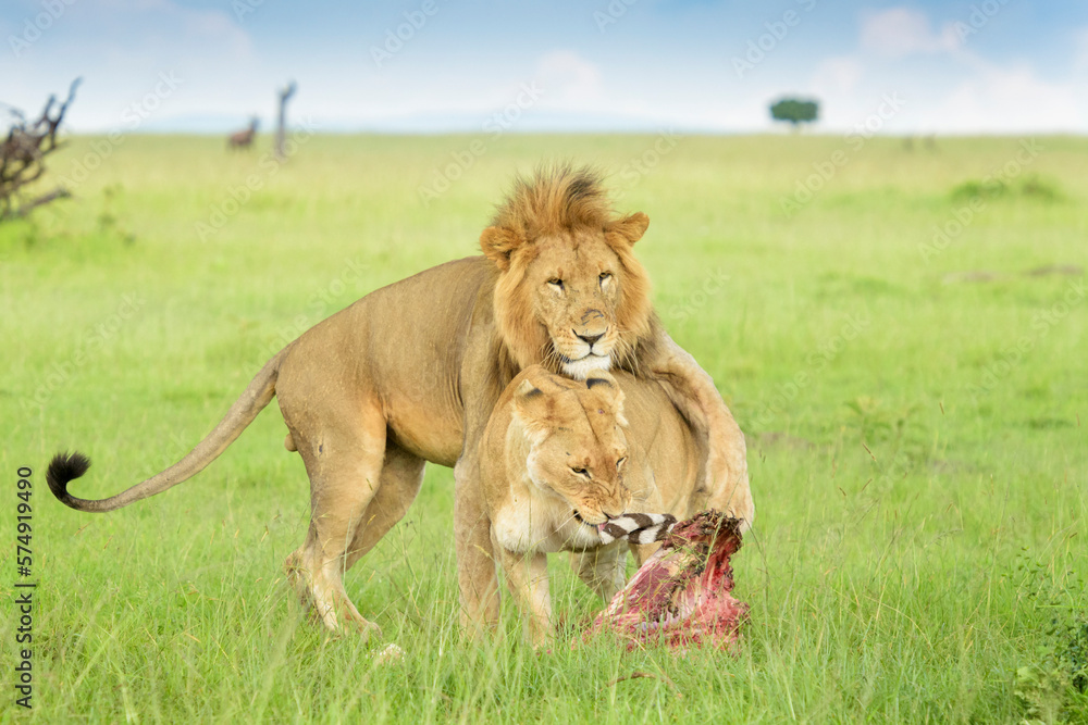 Lion (Panthera leo) trying to mate on savanna, lioness stealing the food, Masai Mara national reserve, Kenya. Lion (Panthera leo) trying to mate on savanna, lioness stealing the food, Masai Mara national reserve, Kenya.
