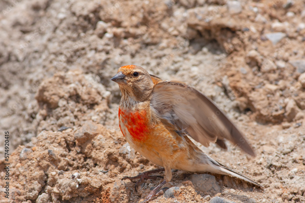 little bird watching on the ground, Common Linnet, Linaria cannabina little bird watching on the ground, Common Linnet, Linaria cannabina