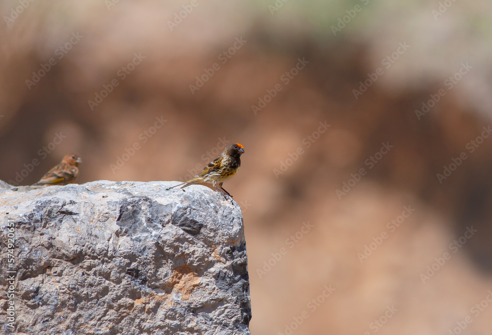 little bird watching on the ground, Red-fronted Serin, Serinus pusillus little bird watching on the ground, Red-fronted Serin, Serinus pusillus