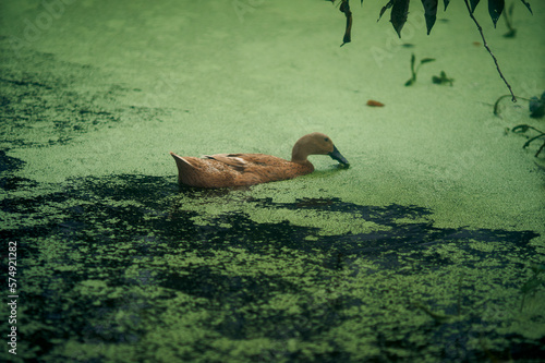 A brown duck is swimming in the polluted lake. Lake filled with Lenma. Selective focus.