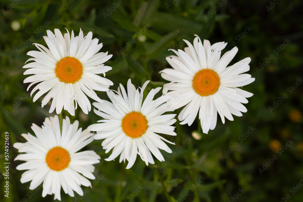 Obraz premium daisies in a garden