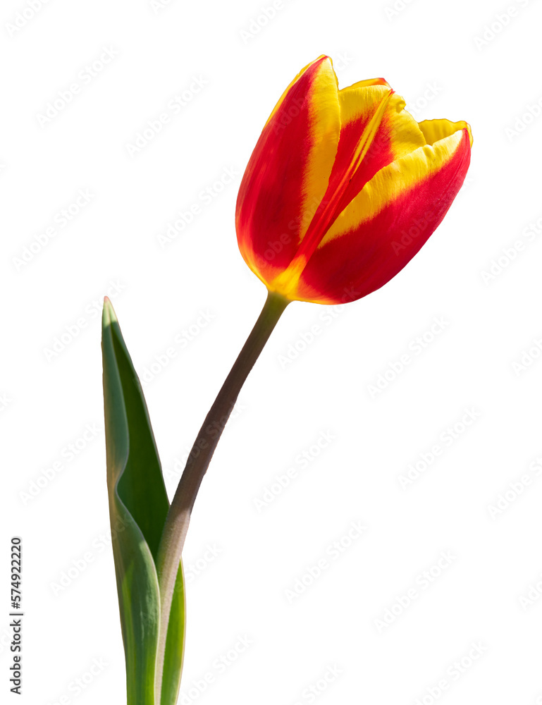 red yellow tulip detail on white red yellow tulip detail on white