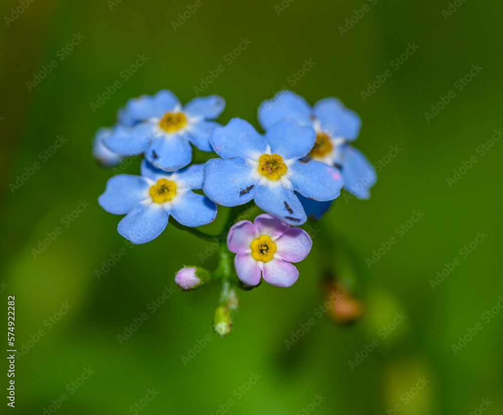 blue flowers of true forget-me-not (Myosotis scorpioides) blue flowers of true forget-me-not (Myosotis scorpioides)