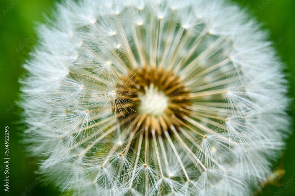 dandelion seed head in detail dandelion seed head in detail