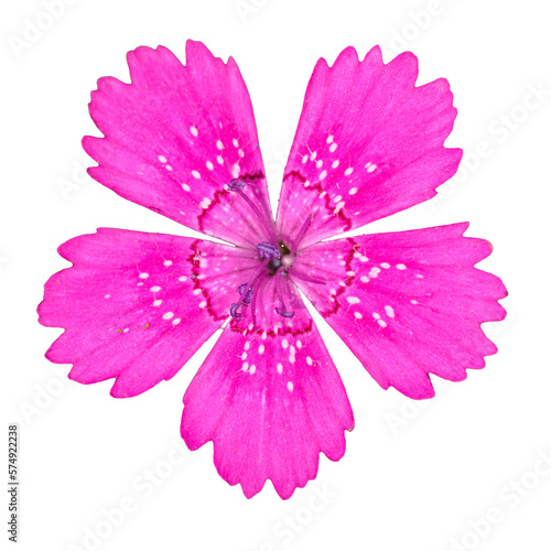 Quadro em tela maiden pink (Dianthus deltoides) flower