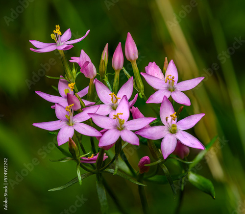 Photos pink flowers of common (or European) centaury (Centaurium erythraea)