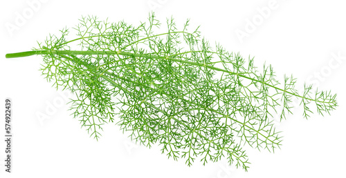 Green dill leaves isolated on white background.