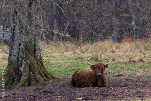 Highland cattle thriving in the Pentlands Hills
 photo