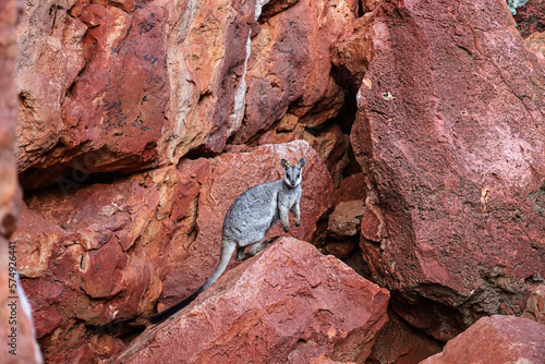 Cute black-footed wallaby looking at the camera. Orange and red background rocks. Baby animal, ears, eyes and cute paws. Location Yardie creek, Cape range Exmouth in Western Australia.