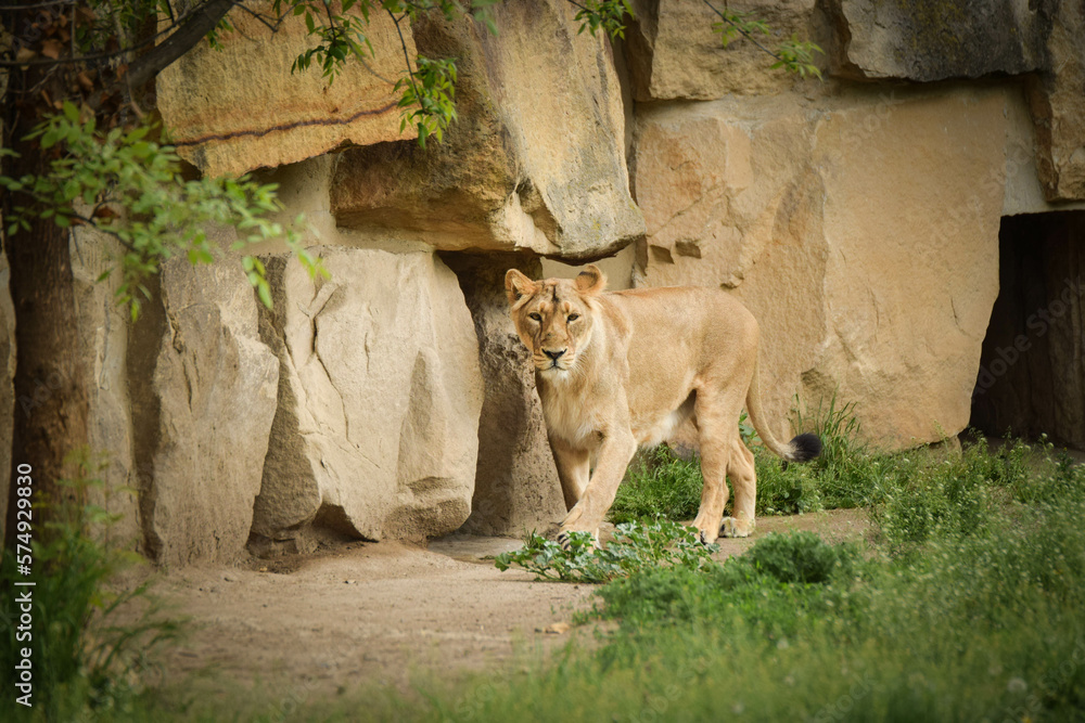 Lion in our zoo in the Czech republic. Portrait of beautiful lion in zoo habitat. - obrazy, fototapety, plakaty 