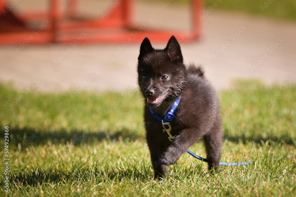 Dog is running in the grass. He is so crazy dog on trip. Dog is running in the grass. He is so crazy dog on trip.