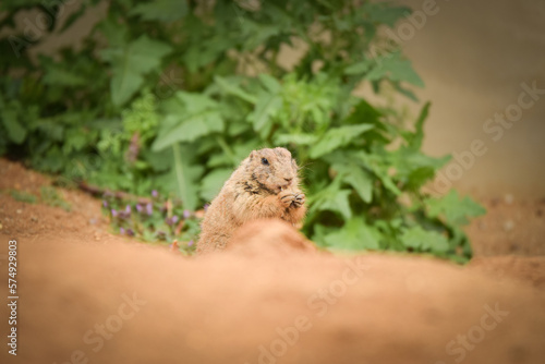 a gopher eating fruit in its habitat at the zoo. Zoo habitat with nature environment © doda