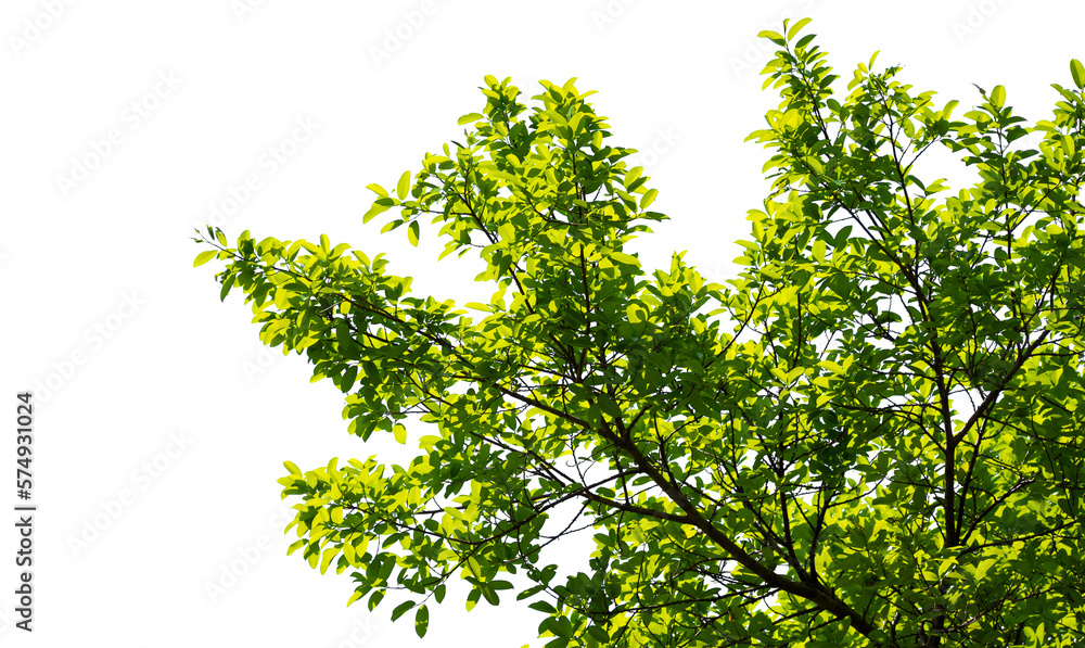 Green leaves isolated on white background. Image add a layer mask. make work path from selection. Green leaves isolated on white background. Image add a layer mask. make work path from selection.