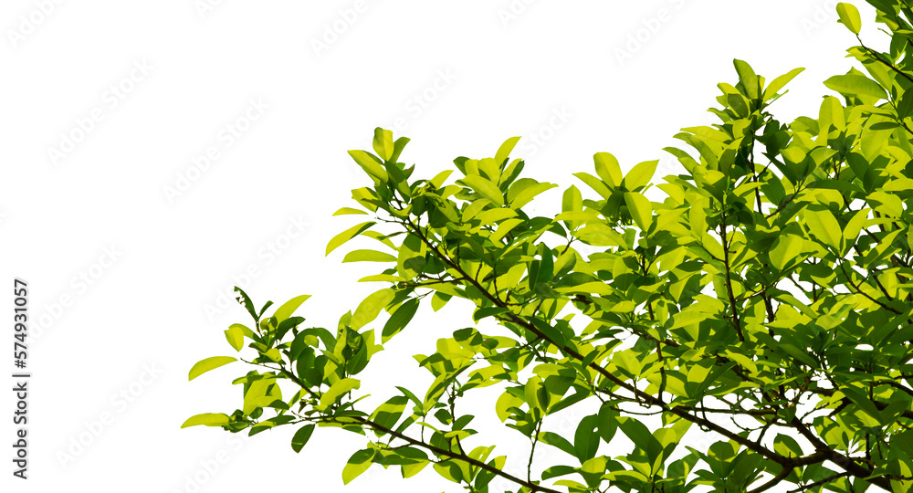 Green leaves isolated on white background. Image add a layer mask. make work path from selection. Green leaves isolated on white background. Image add a layer mask. make work path from selection.