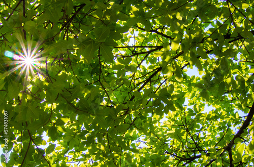 leaves in sunlight