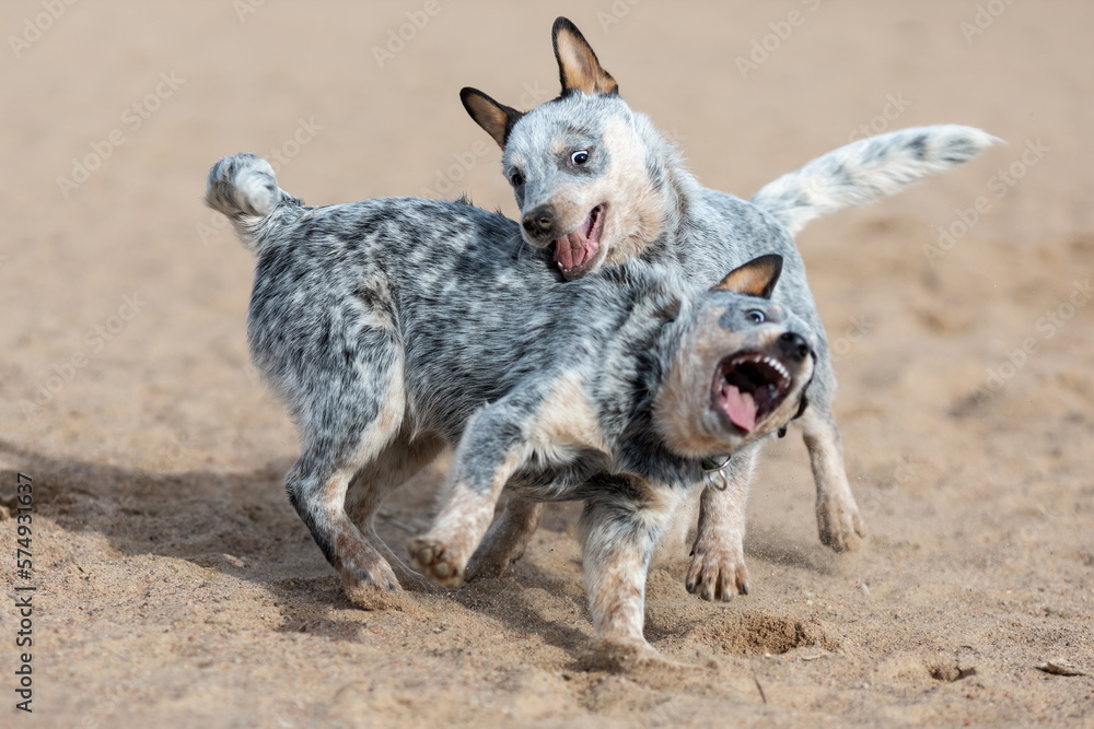 Two funny puppies of australian cattle dog or blue heeler breed playing together on sand. Dogs in motion Two funny puppies of australian cattle dog or blue heeler breed playing together on sand. Dogs in motion