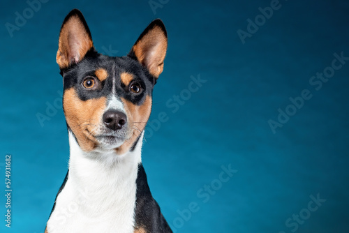 Close up portrait of african basenji breed dog isolated on blue background. Copy space.