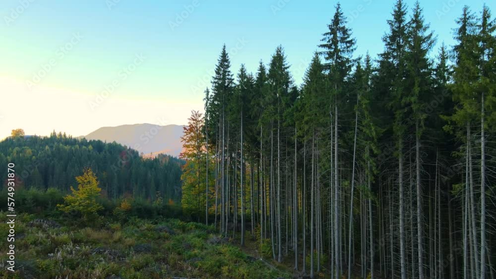 Top view of dark mountain hills covered with bare patches of cut down forest pine trees as result of deforestation process. Beautiful wild woodland at threat Top view of dark mountain hills covered with bare patches of cut down forest pine trees as result of deforestation process. Beautiful wild woodland at threat