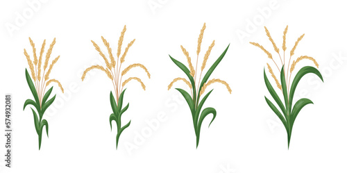 Asian rice. Leaf and paddy seeds. Plant crop. Grain food growing. Botanical agriculture. Ear or grass plantations. Harvest cultivation. Green stems set. Vector isolated tidy drawing