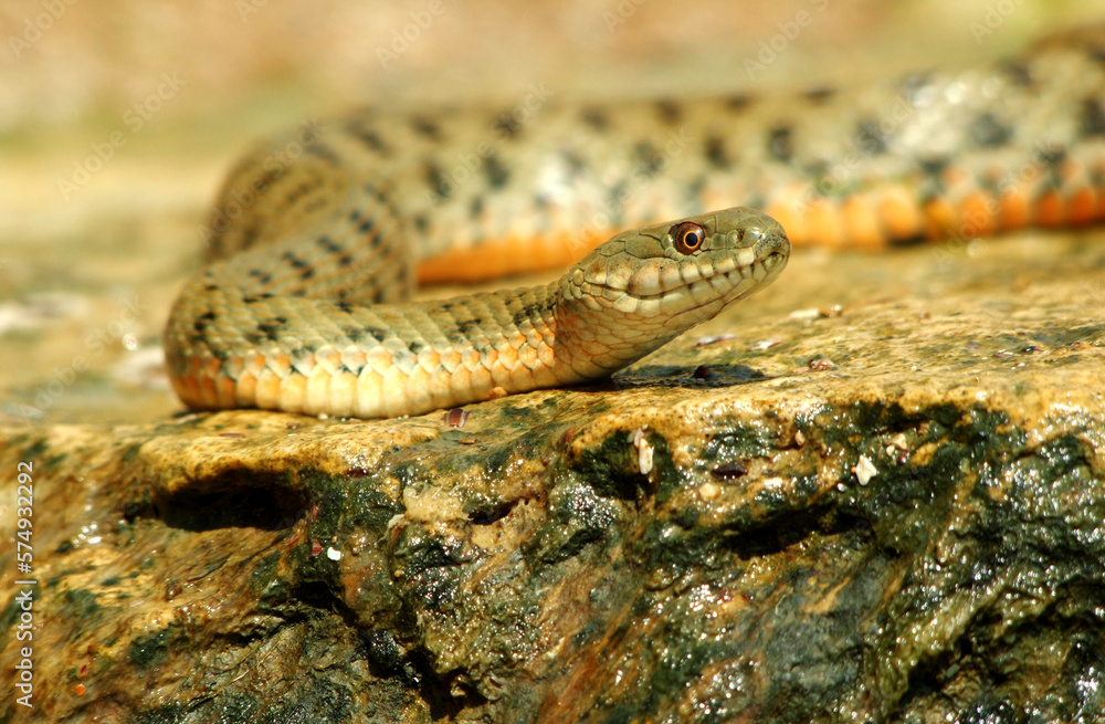 Obraz premium snake in the grass