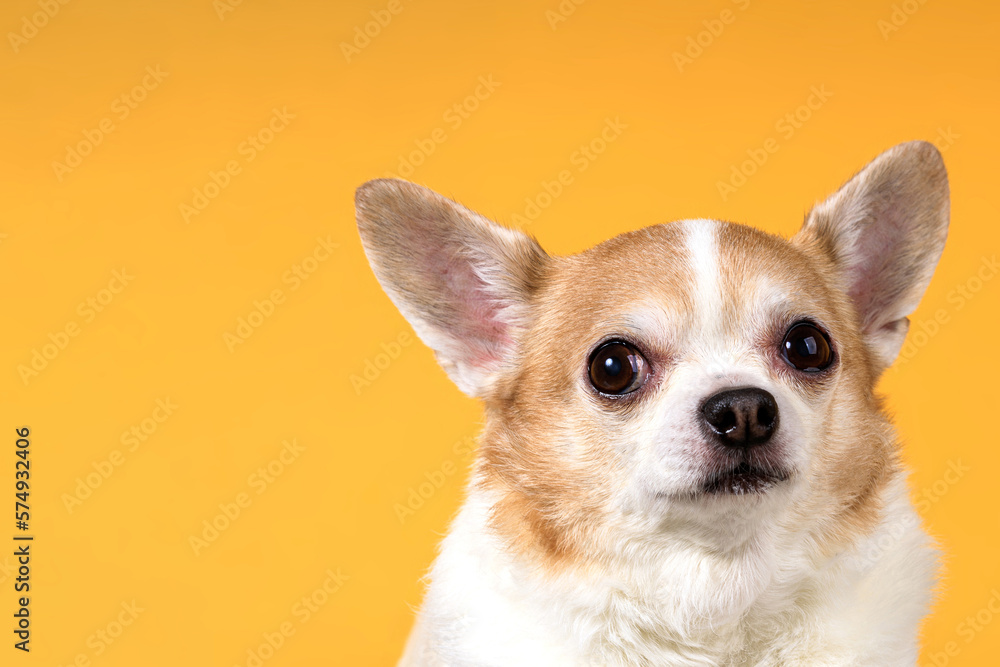 portrait of a chihuahua dog on a yellow background