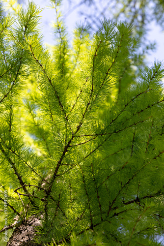 A branch of a coniferous larch tree with young needles in the sunlight. Spring theme. Natural organic background