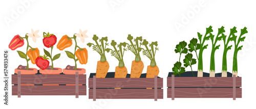 Sprouts of growing vegetables in pods, flat vector illustration isolated on white background. Seedlings and planting seeds, cultivating food plants in home garden concept.