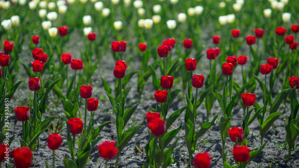 Background of red tulips in the morning sun on a background of blurred white flowers. Selective focus