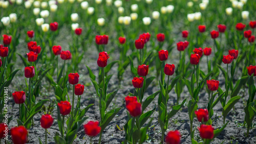 Background of red tulips in the morning sun on a background of blurred white flowers. Selective focus © Roman