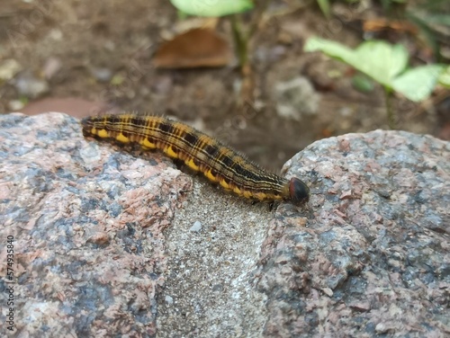 caterpillar walking on a stone