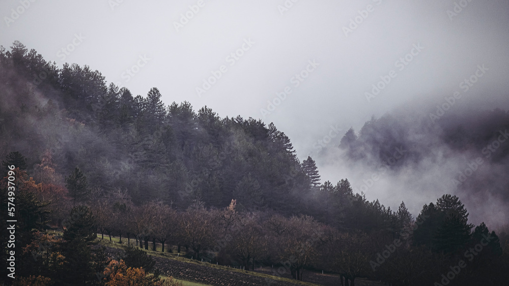 Paysage de montagne avec les sapins dans la brume - Temps brumeux