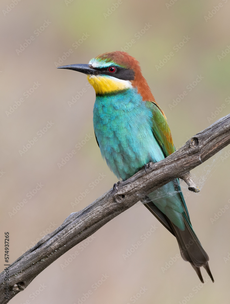 European bee-eater, Merops apiaster. A bird sits on a branch against a beautiful blurred background