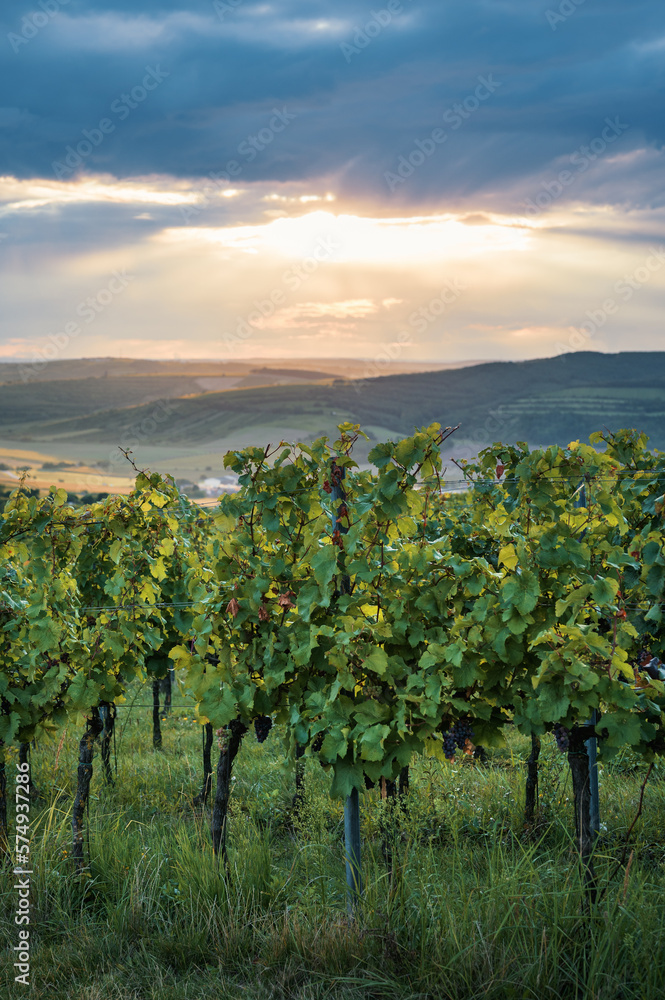 Vineyard during sunset in the south of Moravia, Czech Republic