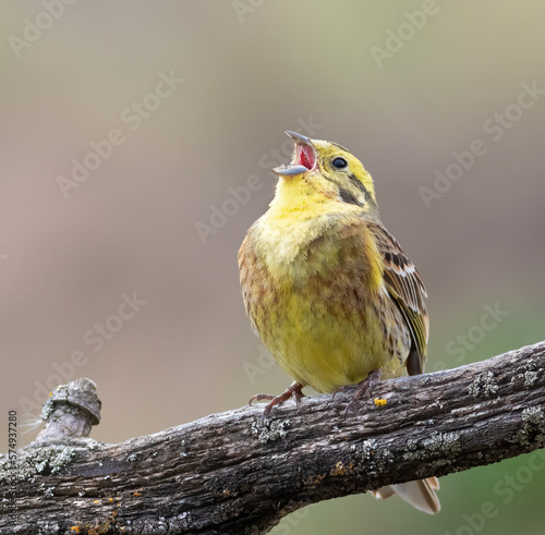 Yellowhammer, Emberiza citrinella. The male bird sings while sitting on a beautiful branch © Юрій Балагула