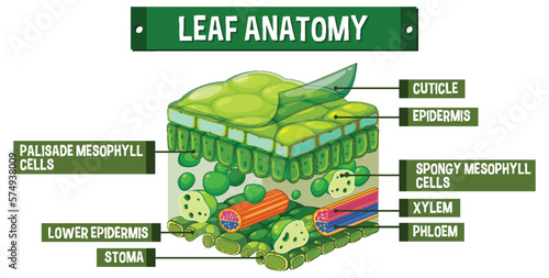 Internal structure of leaf diagram