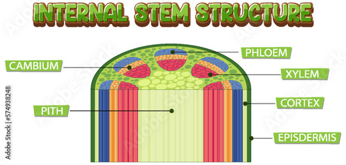 Internal structure of stem diagram